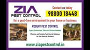 Get rid of Rodent | Rodent Treatment for Appartments | Pay