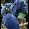 charming pair Of Hyacinth Macaw Parrot For Adoption; 